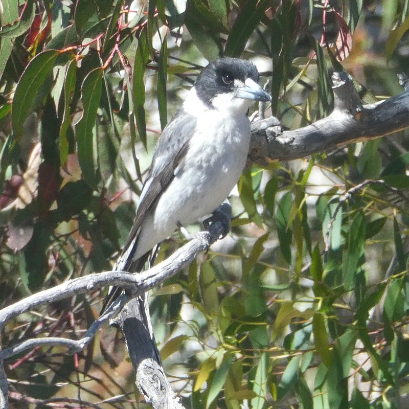 ButcherBird.JPG