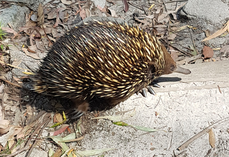 Nov echidna.jpg