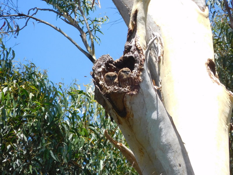 DSCN2573owlchicks.JPG