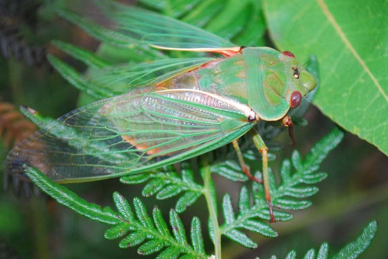 Lonely Bay - cicada (14).jpg