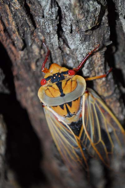 Lonely Bay - yellow Monday cicada.jpg