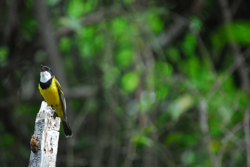 Lonely Bay - golden whistler.jpg