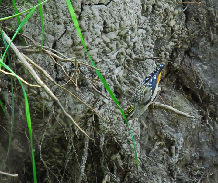 Lonely Bay - spotted pardalote (12).jpg