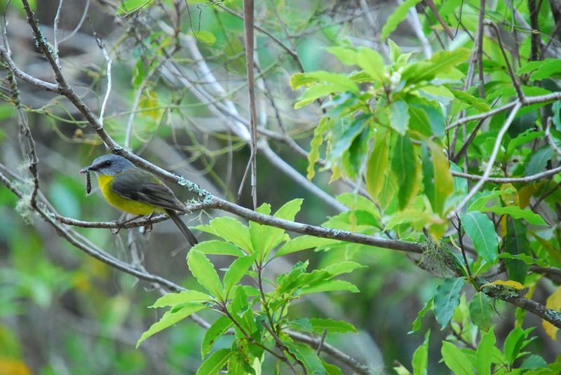 Eastern yellow robin.jpg