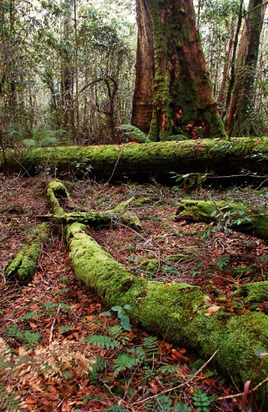Antartic Beech Forest Track (6) sp.jpg
