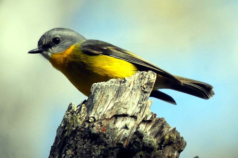 Eastern yellow robin (5).jpg