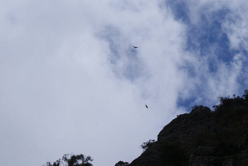 2 - Two Wedgetail Eagles above falls.JPG