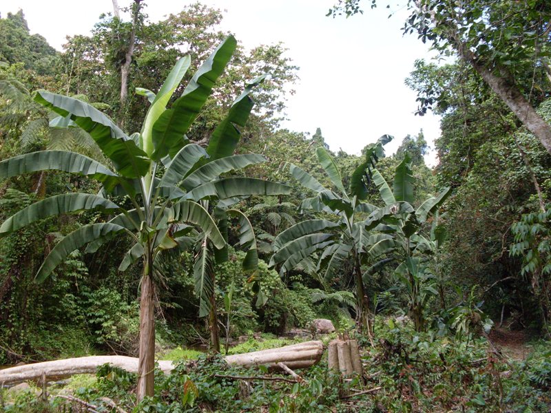 Banana trees.jpg