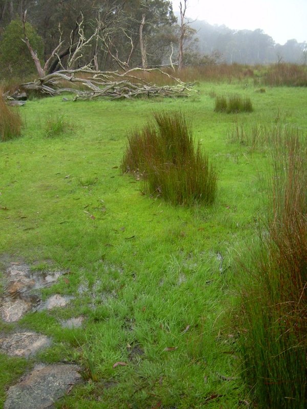 Barokee grassland sml.JPG