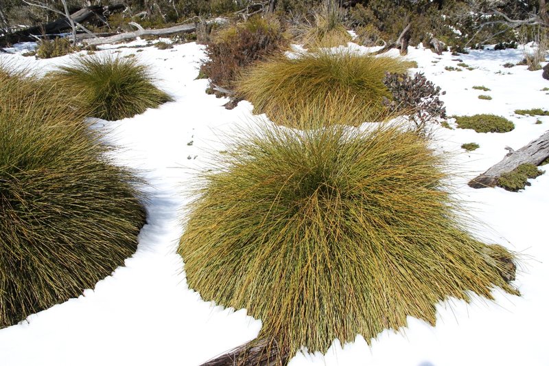 B'grass in snow.JPG