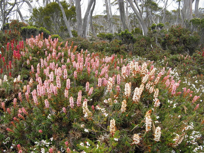 IMG_4625  Richea scoparia.JPG