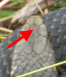 Snakehead.jpg