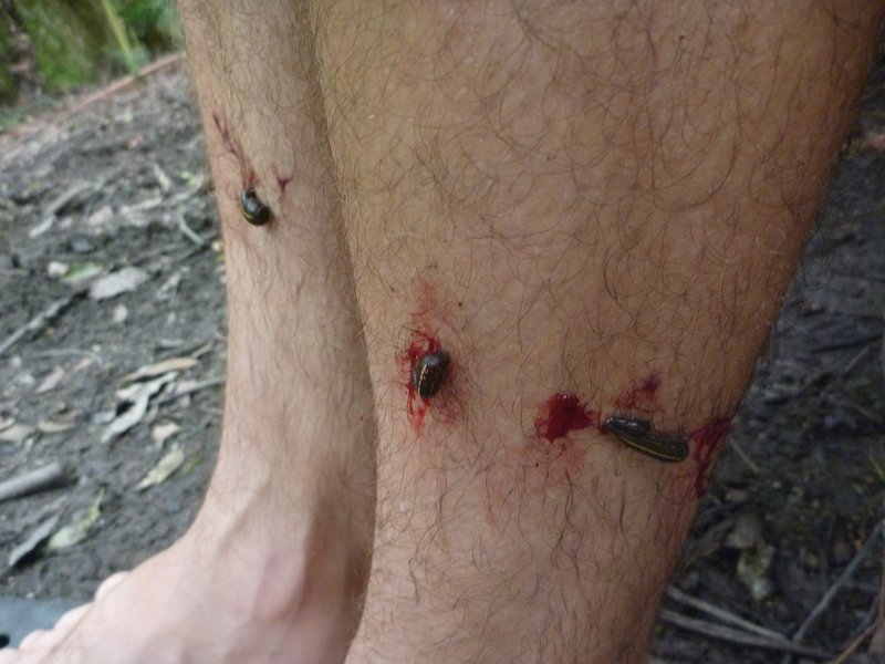 Leeches.jpg
