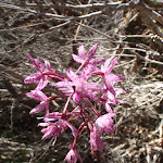 Dipodium punctatum (Hyacinth orchid) (102610)