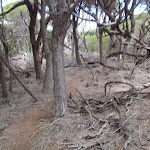 Many fallen branched in the Melaleuca (104824)