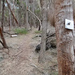 Track marker bolted into tree (105568)