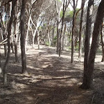 Track shaded by trees north of Saltwater Creek (105769)