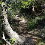 Track over tree at Bournda Lagoon (105844)