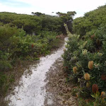 Sandy track past Banksias (107443)
