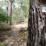 Track marker in burnt tree (107986)
