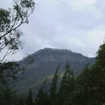 In the Megalong Valley (11621)
