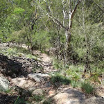 Bushtrack at lower end of Bobbin Head trail (116404)