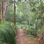 Gibbergong track along side the upper Cockle Creek (117328)