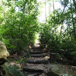Rainforest Track (118792)