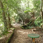 Old Picnic area at base of Cockle Creek lookout track (119884)