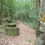 Two Creeks Track along side Gordon Creek (125050)
