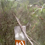 Track marker to Porters Pass (13156)