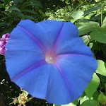 Ipomoea indica (Morning Glory) Flower (136249)