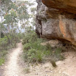 Walls Ledge Track lower trail (13762)