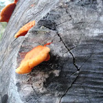 Orange fungus growing on old log (144747)