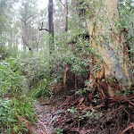 Gum tree near Erskine creek (150288)