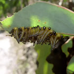 Bugs on leaf (15670)