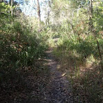 Bush track near Redgum Ave (158128)