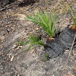 Burnt grasstrees (162910)