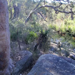 View point of the creek and surrounding bush (172320)