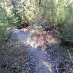 Flat Rock creek track (172335)