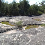 Moss growth at Refuge Rock (173898)