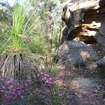 Walking past grass tree and rock formations (177918)