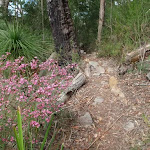 Flowers closer to Piles Creek (178302)