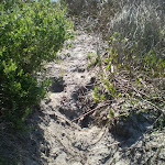 Sandy track near La Perouse (17841)