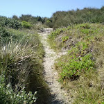 Narrow track near Cape Banks (17871)