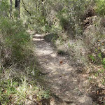 Track south of Piles Creek and Girrakool (179130)