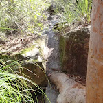 Track leading to Piles Creek cascades (179919)