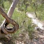 Twisted tree south of Scopas Peak (19320)