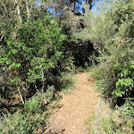 Norah Head nature trail (194444)