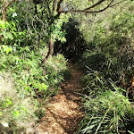 Narrow track and thick undergrowth (194582)